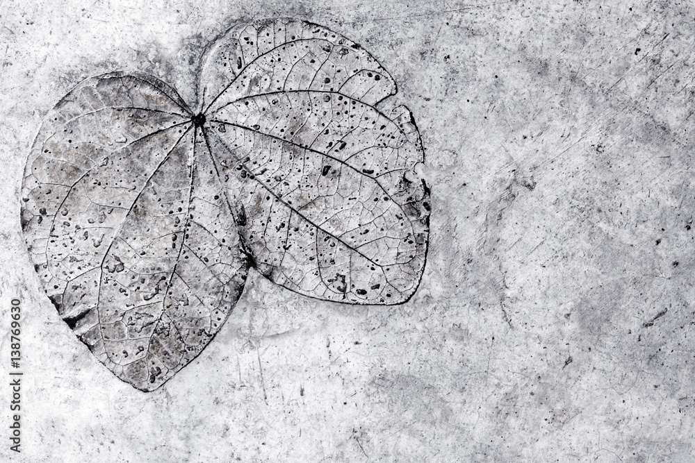 Leaf texture in concrete floor Leaf texture in concrete floor