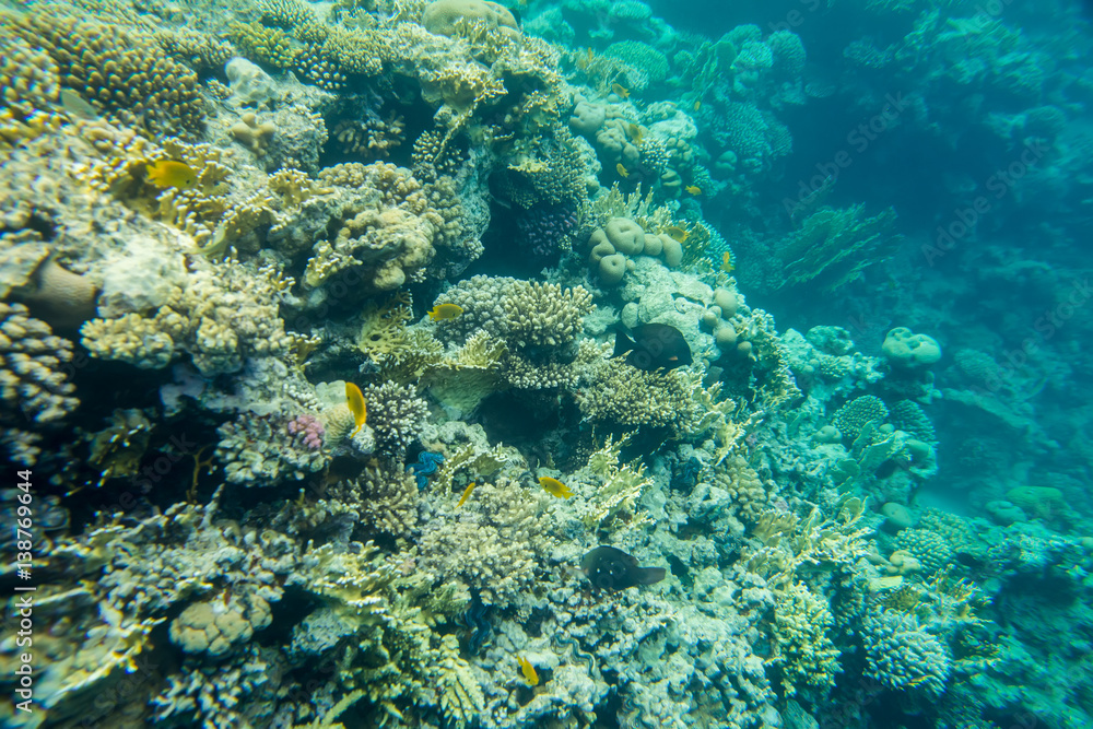beautiful and diverse coral reef of the red sea with fish beautiful and diverse coral reef of the red sea with fish