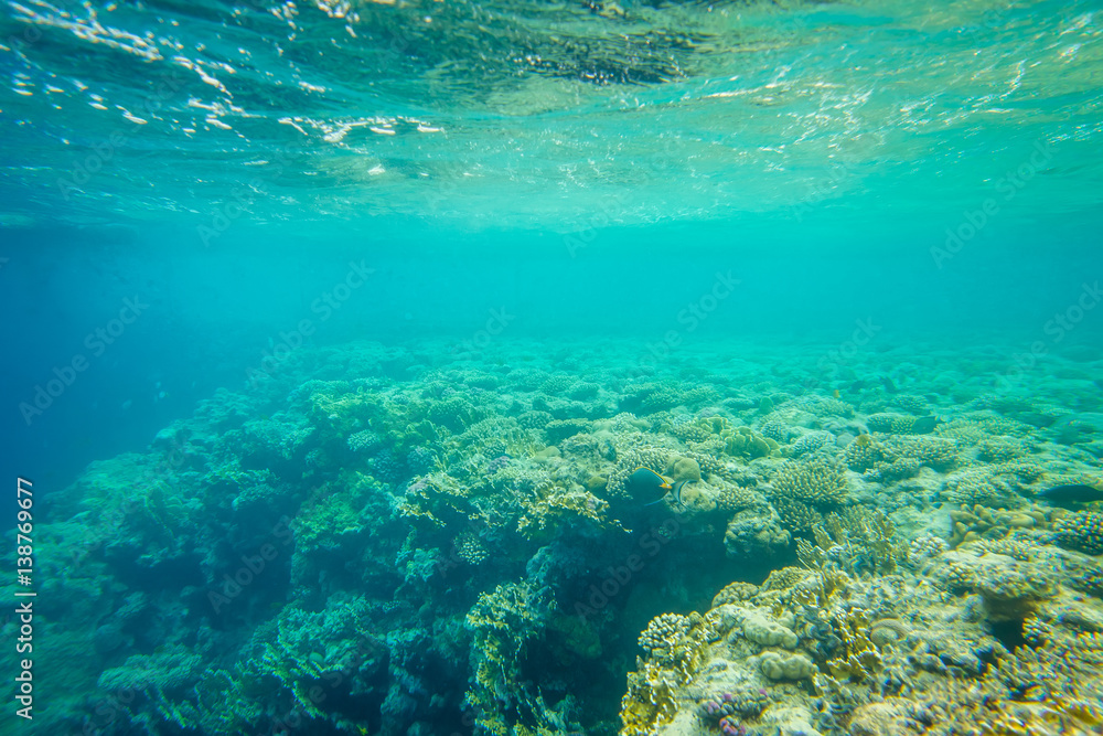 beautiful and diverse coral reef of the red sea with fish