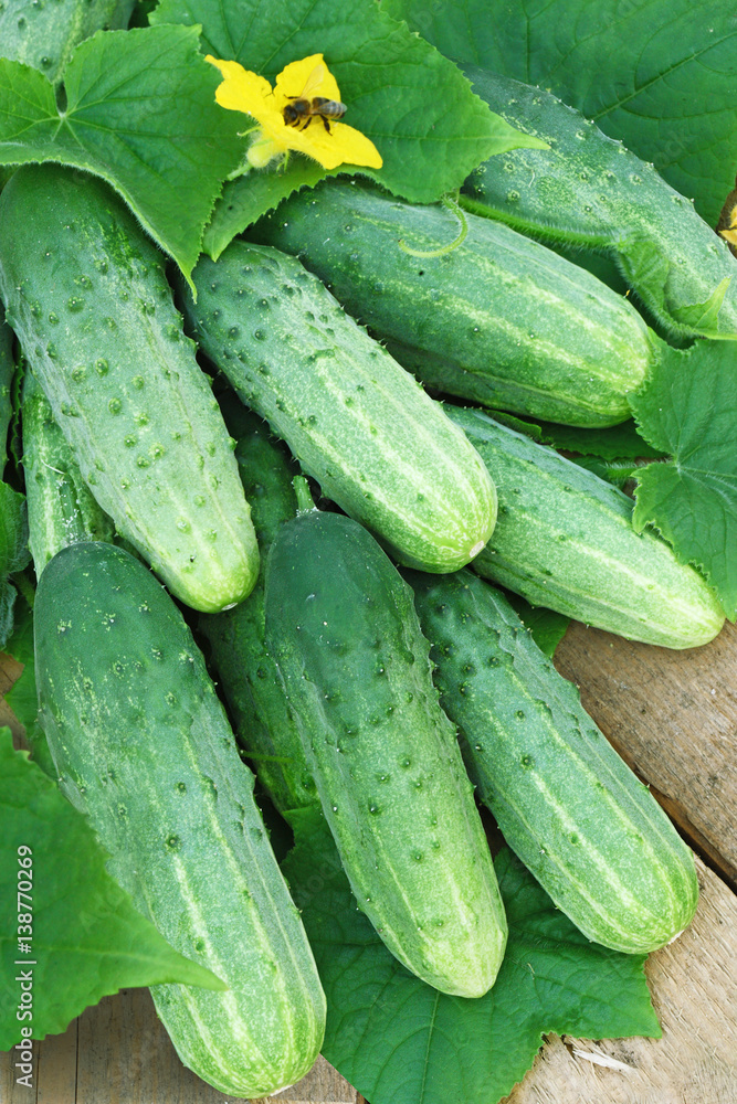 Harvest of cucumbers on old timber Harvest of cucumbers on old timber