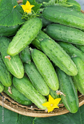 Harvest of cucumbers
