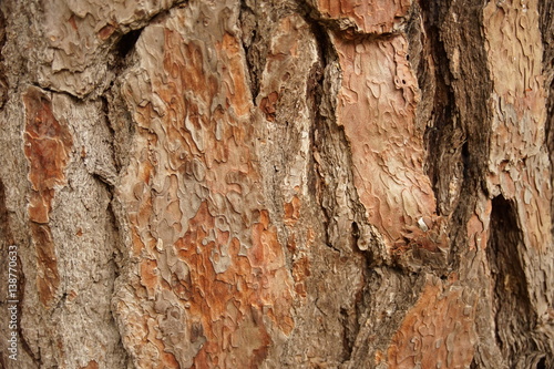 pine tree skin / nature texture background