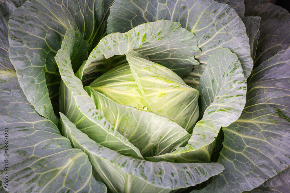 Obraz premium Cabbage in the garden.
