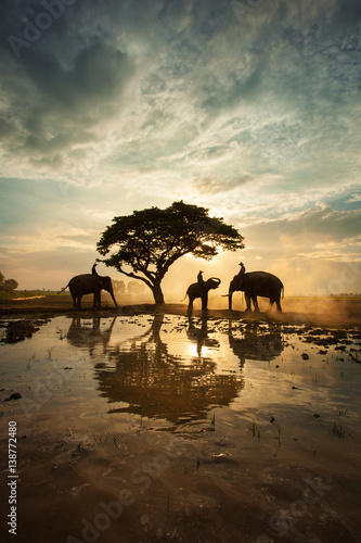 The elephants walking under a big tree in silhouette , Thailand
