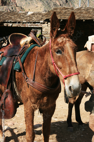 saddled mule © Tom