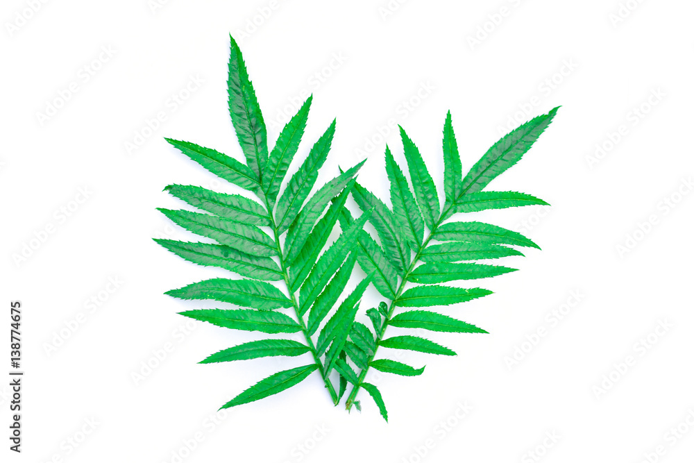 Close up green leaf marigold on white background Close up green leaf marigold on white background