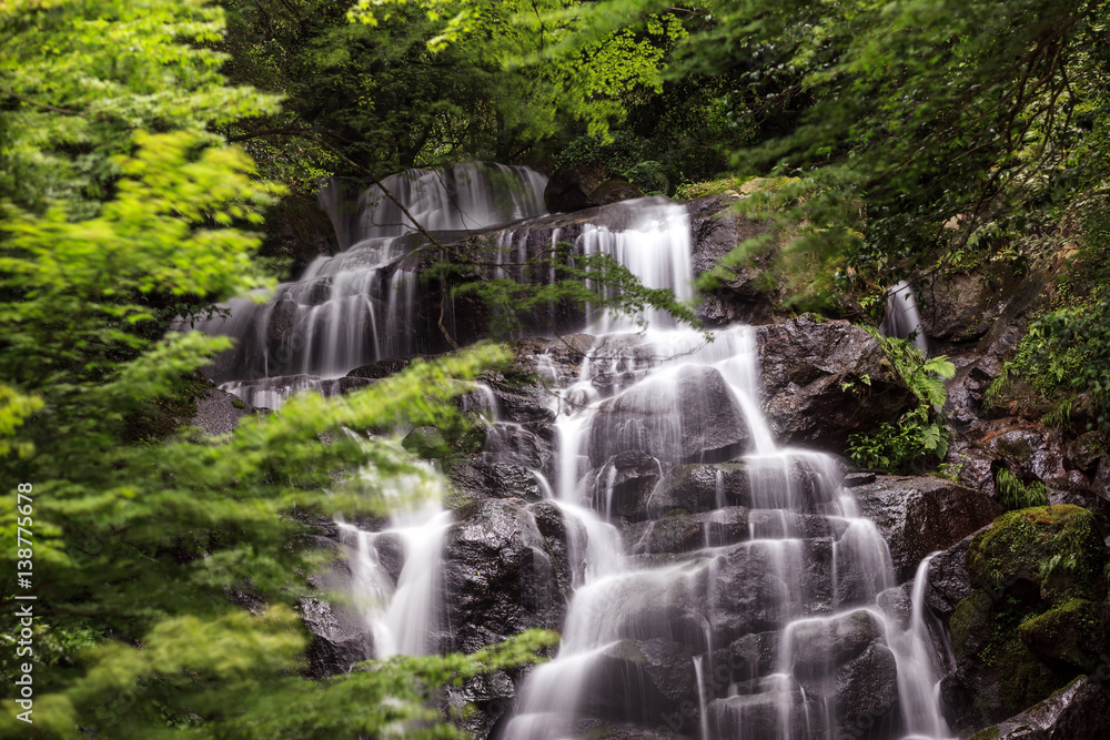 Naklejka premium 新緑の滝