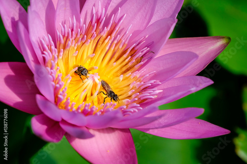 Close-up flower. A beautiful purple waterlily or lotus flower