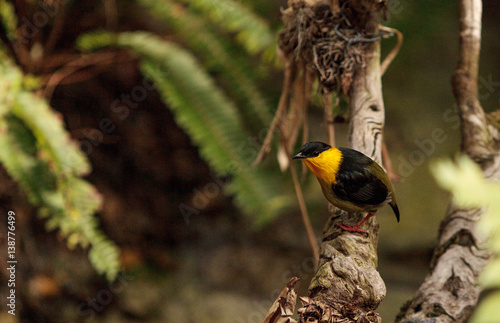 Принти на полотні Golden collared manakin known as Manacus vitellinus