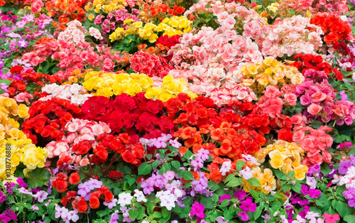 Beautiful colorful flowers © Shinonome Studio