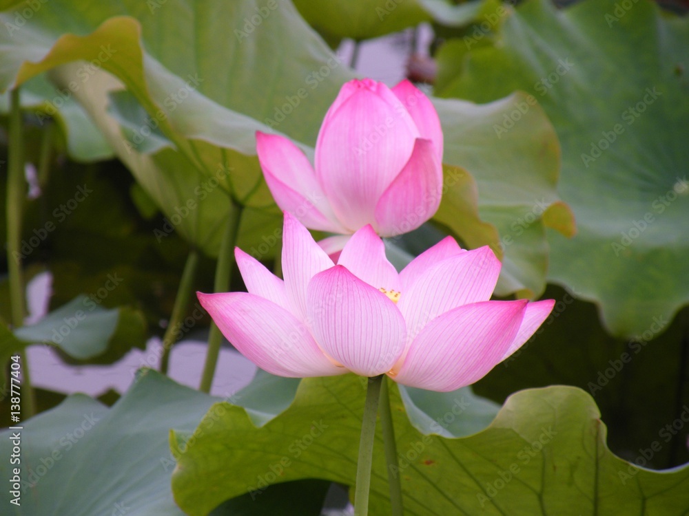 Obraz premium Lotus flower.