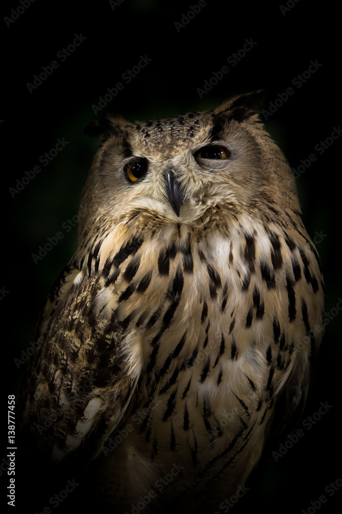 Fototapeta premium Owl portrait beautiful isolated black