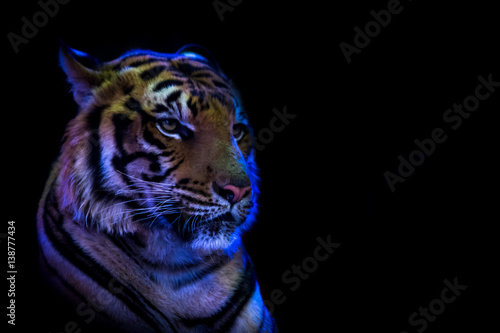 Tiger bengal blue light beautiful islated black