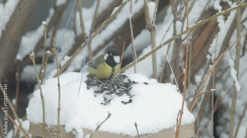 titmouse eats sunflower seeds on the snow in the winter photo