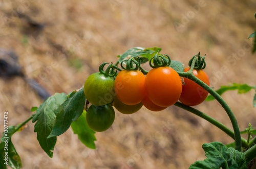  Ripe tomatoes attached to the tree.