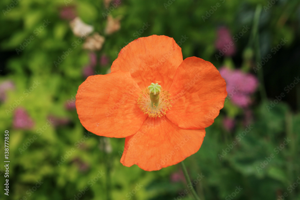 Fototapeta premium orange poppy flower