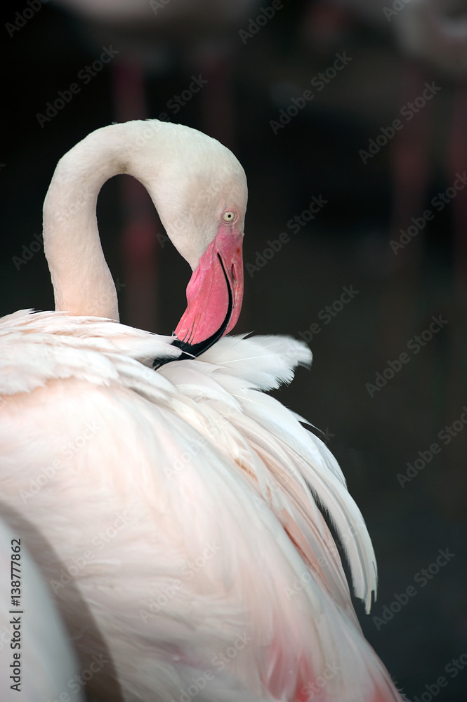 Obraz premium Pink flamingo child in zoo Thailand.