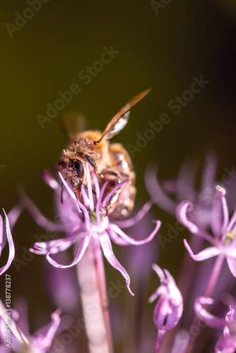 Bee collecting nectar on purple alum garlic flower. macro close-up. selective focus shot with shallow DOF