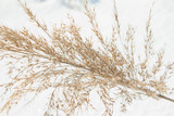 Winter landscape with frozen lake, snow, dry grass and reeds
