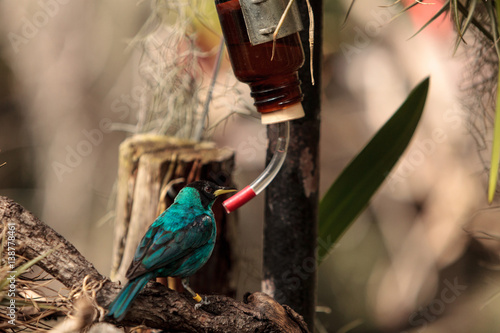 Green honeycreeper scientifically known as Chlorophanes spiza photo