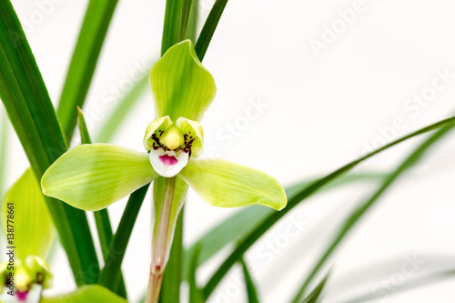 Fototapeta Naklejka Na Ścianę i Meble -  orchids bloom in the spring