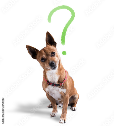 Konstfotografi Dog with quizzical expression
