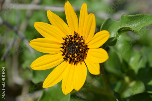 Narrow-Leaved Sunflower