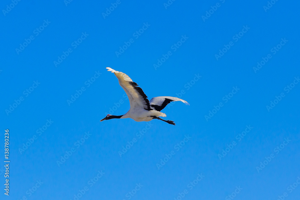 Obraz premium 丹頂鶴 