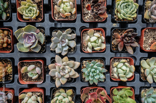 Picking out a succulent from a market in California 