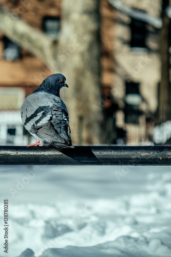 Pigeon perched on a Brooklyn park railing