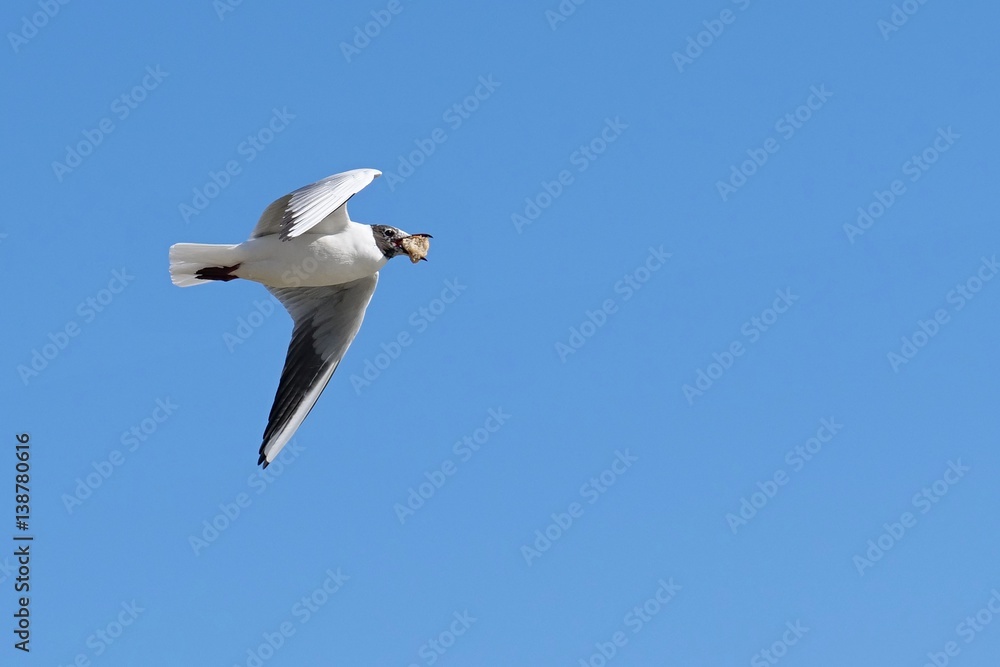 Obraz premium Black-headed gull Larus or Chroicocephalus ridibundus flying with large piece of fried steak in his beak.