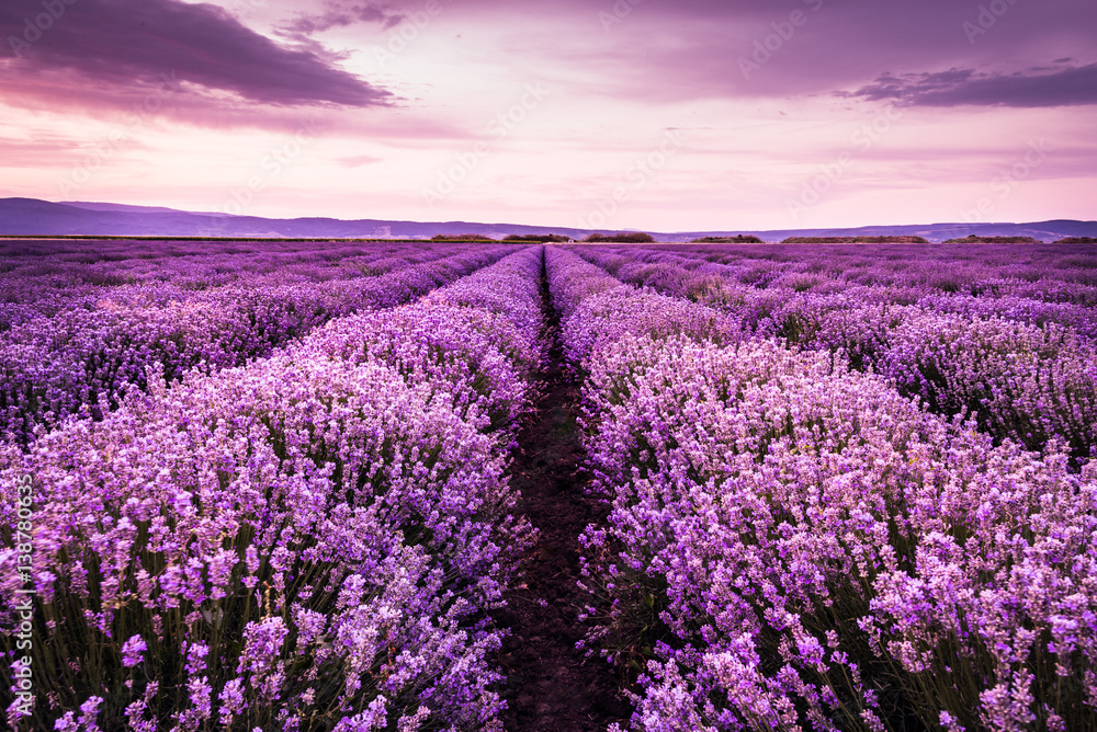 Naklejka premium Kwitnący lawendowy pole pod purpurowymi kolorami lato zmierzch