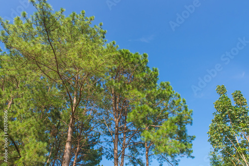 trunks of tall old trees in a pine forest