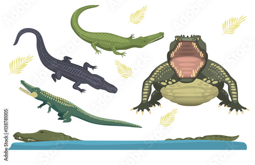 Cartoon green crocodile danger predator and australian wildlife river reptile carnivore alligator with scales teeth flat vector illustration.