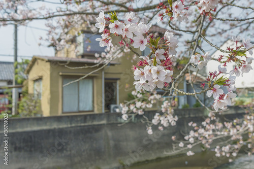 sakura flower blossom in Japan