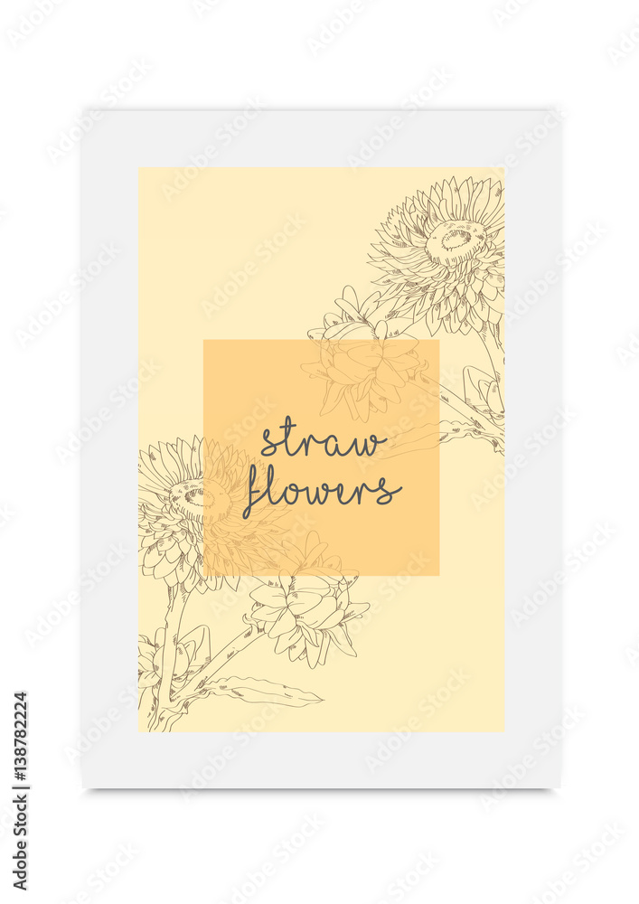Strawflower vector illustration hand drawn painted Strawflower vector illustration hand drawn painted