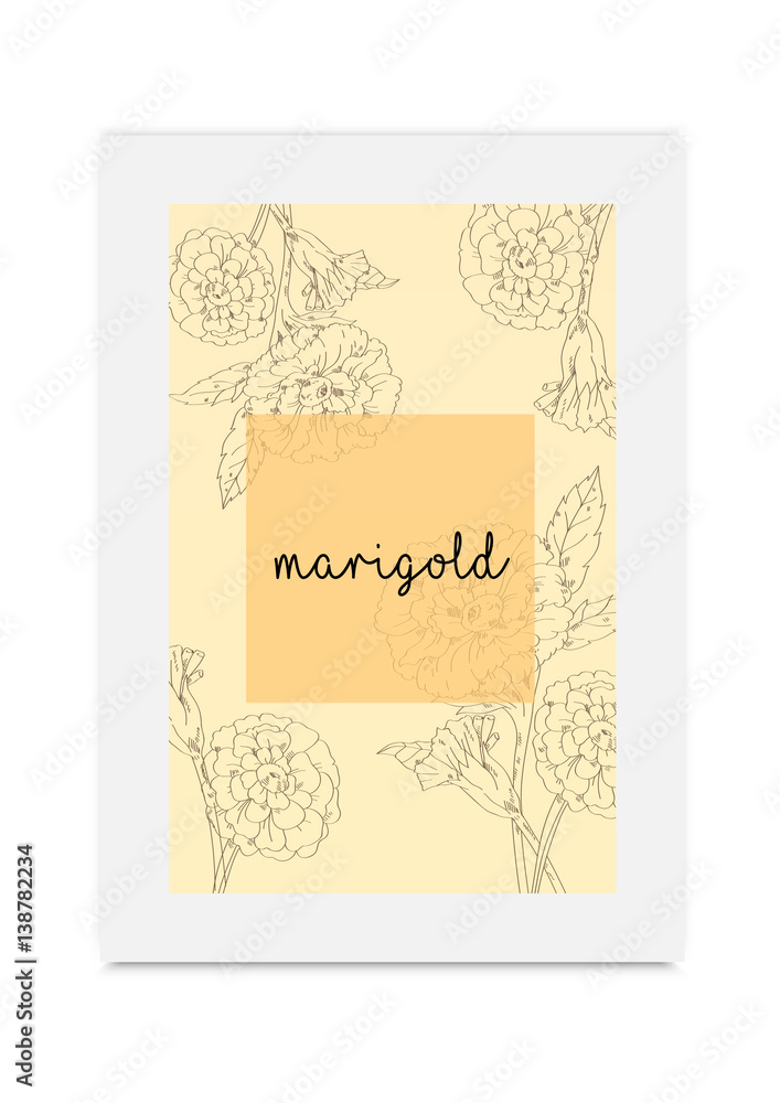 Marigold vector illustration hand drawn painted Marigold vector illustration hand drawn painted