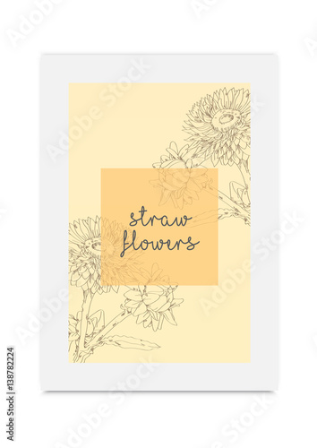 Strawflower vector illustration hand drawn painted