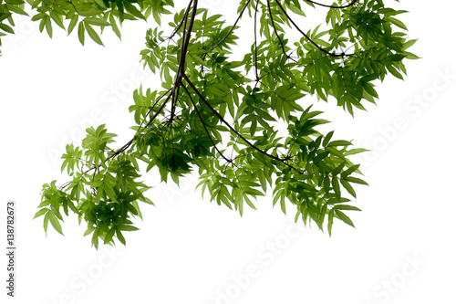 green leaves and branch