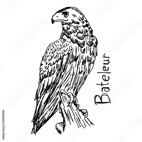 Bateleur - vector illustration sketch hand drawn with black lines, isolated on white background