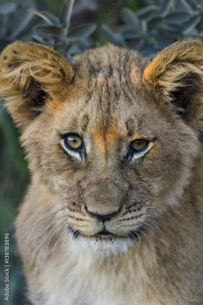 Lion (Panthera leo) cub. Northern Cape. South Africa. Lion (Panthera leo) cub. Northern Cape. South Africa.