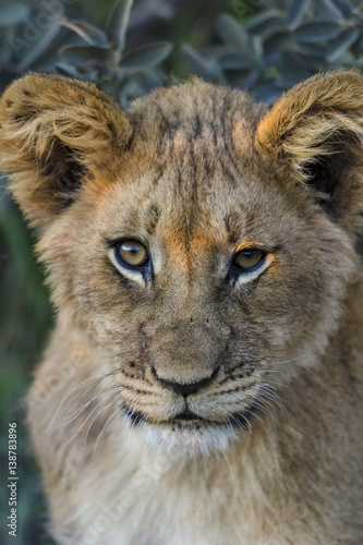 Lion (Panthera leo) cub. Northern Cape. South Africa.