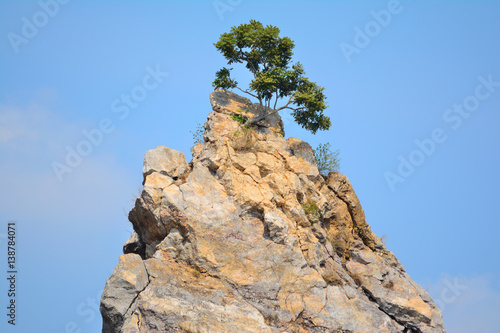 One tree on the rock with blue sky background.