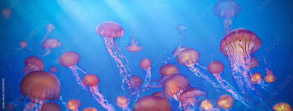school of jellyfish illustration, Sea Nettle - obrazy, fototapety, plakaty 