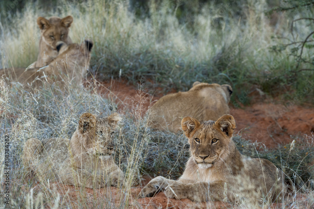 Fototapeta premium Lion (Panthera leo) cubs. Northern Cape. South Africa.