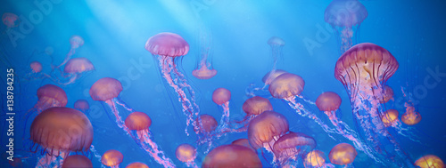 Photo school of jellyfish illustration, Sea Nettle