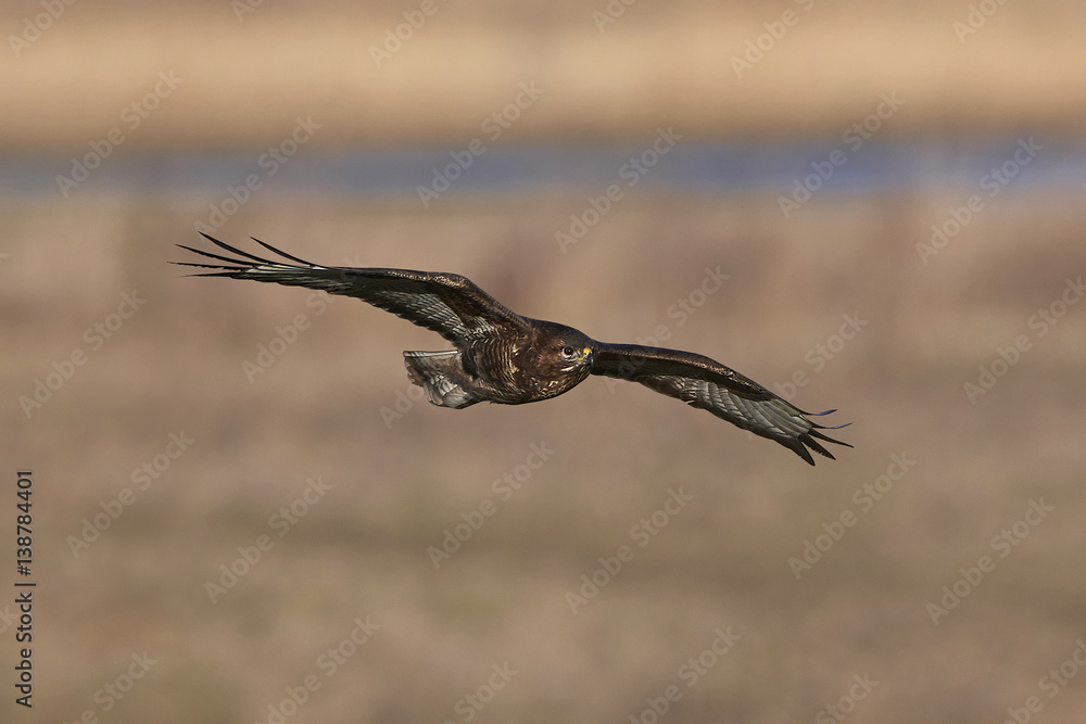 Obraz premium Common buzzard (Buteo buteo)