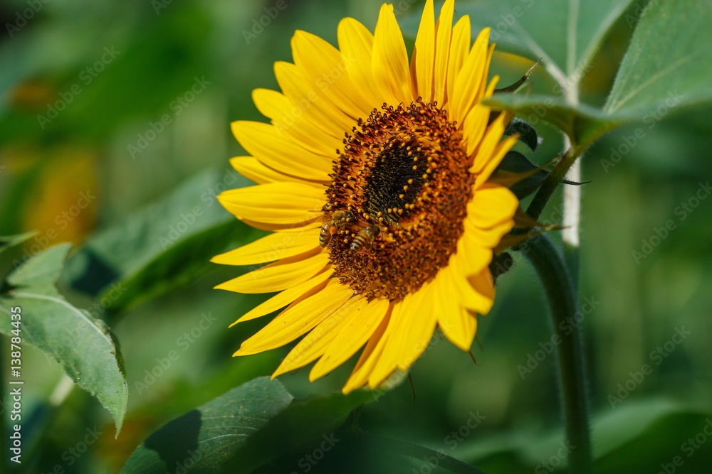 Sunflowers,flower,backgrounds. Sunflowers,flower,backgrounds.