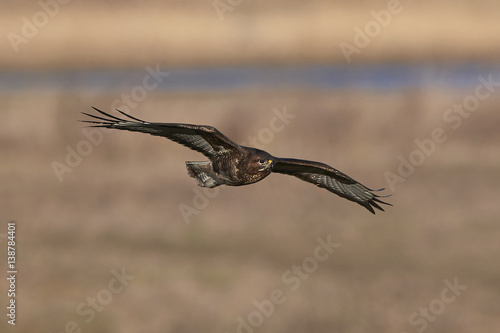 Common buzzard (Buteo buteo)