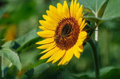 Sunflowers flower backgrounds.